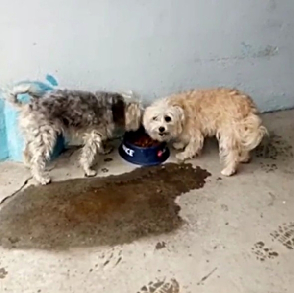 rescate-perros-abandonados-1