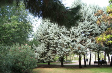 PARQUE-SALVADOR-ALLENDE-14